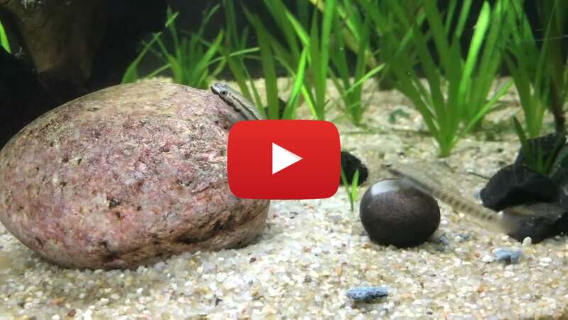 Video ZjIB8XW7MQ4 abspielen