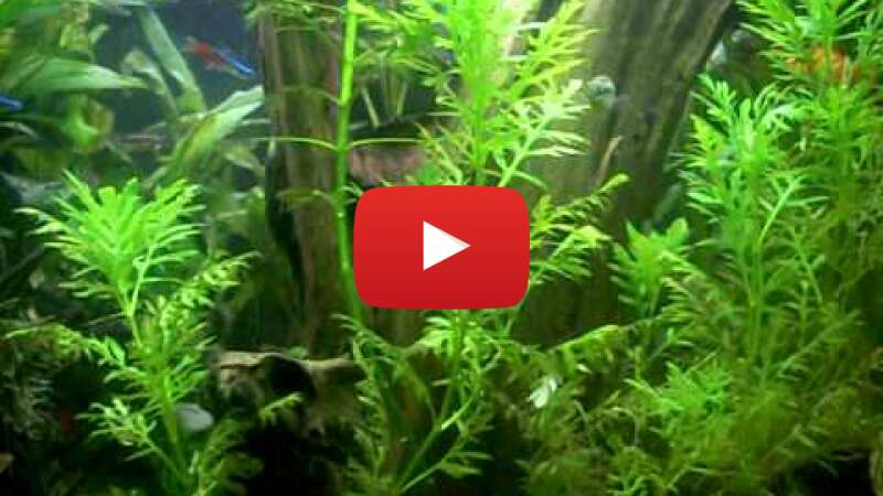 Video ZxUcsOg9LnU abspielen