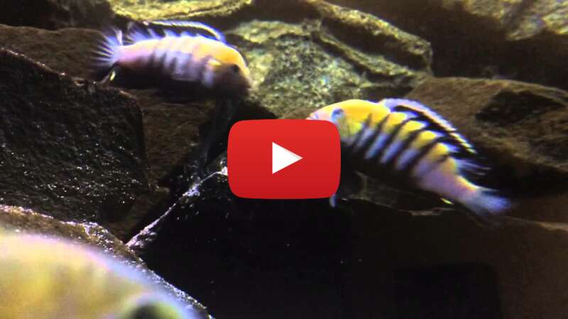 Video Zyf0CsxbgD4 abspielen