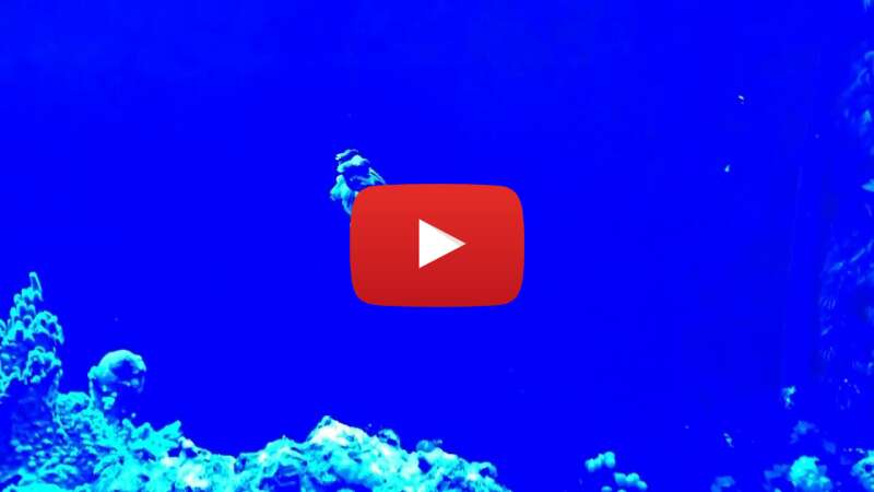 Video _0uzouizln0 abspielen