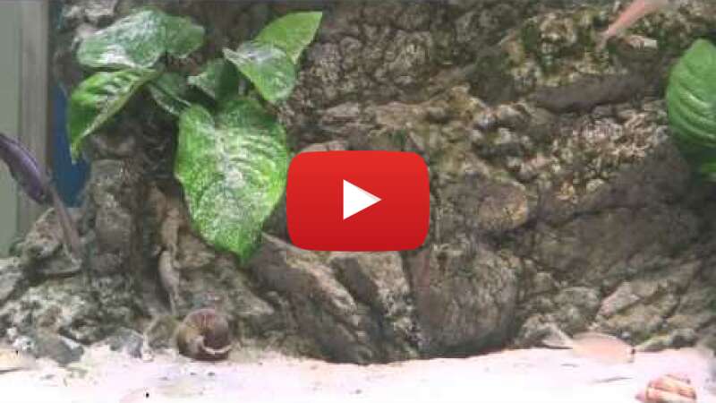 Video _0vxXREYJkI abspielen