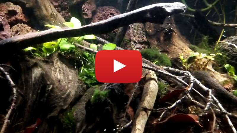 Video _1TQyGGJF_s abspielen