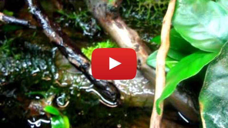 Video _Iz7gBQdvsA abspielen