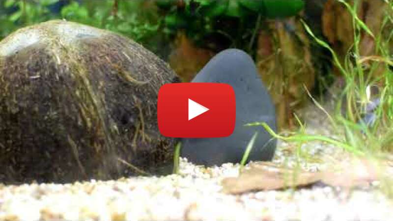 Video _MA3sgZyG_0 abspielen