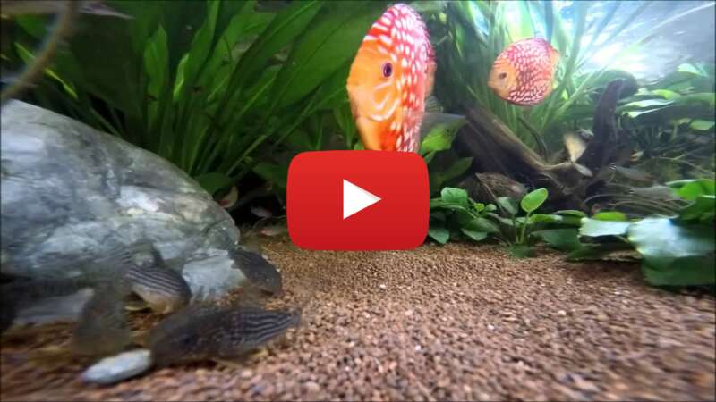 Video _OvCc_2nWqc abspielen