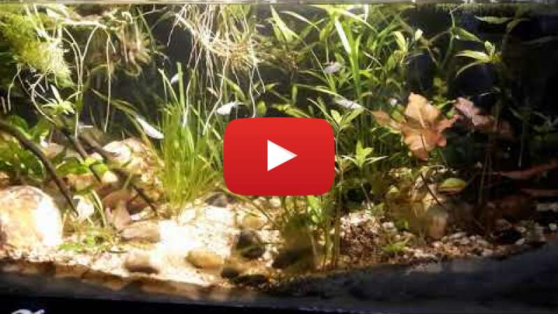 Video _Q5M32OdViE abspielen