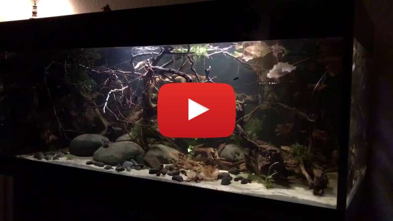 Video _QW899Kfbd4 abspielen