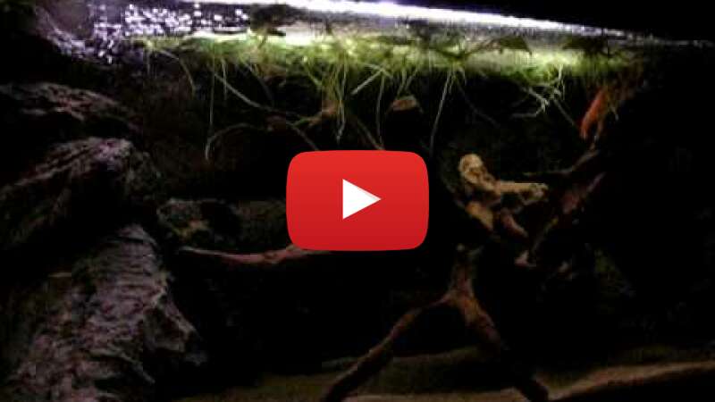 Video _ReAvqjLlJY abspielen