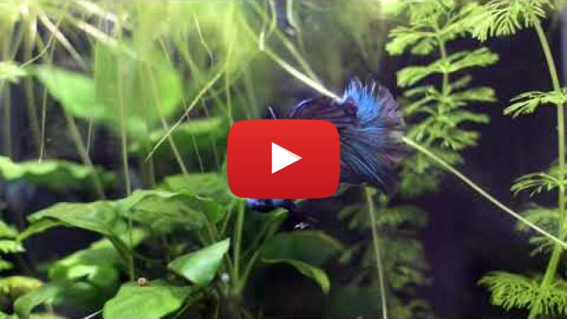 Video _YGkBNcpXwc abspielen