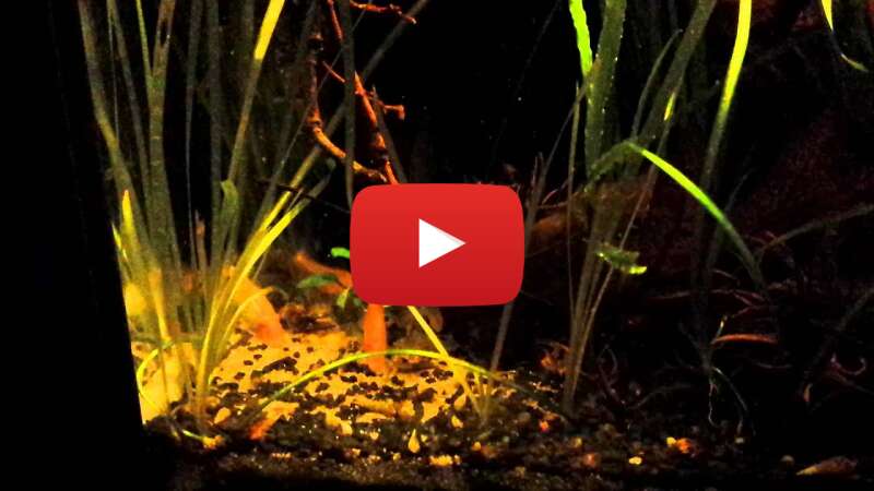 Video _YhaxNflNyM abspielen