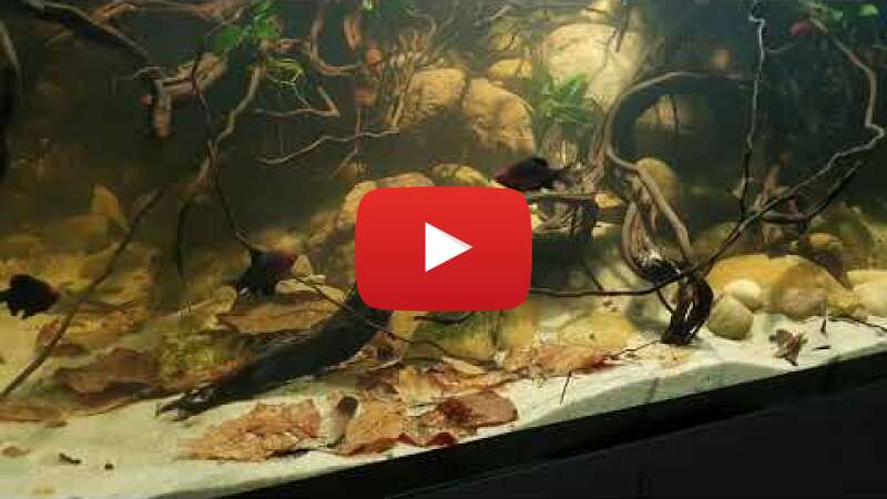 Video _YqRqsCe6DQ abspielen