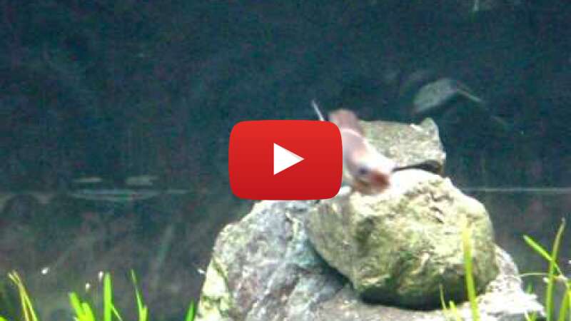 Video _Yzyxvzpipg abspielen