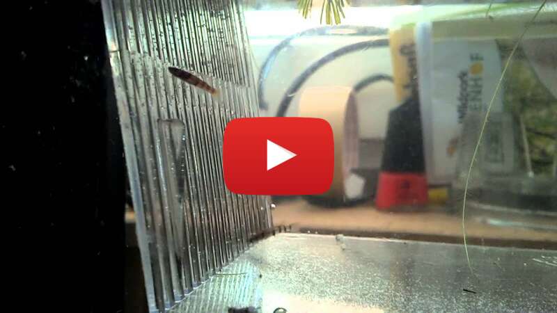 Video _ZLUGG9Ba2s abspielen