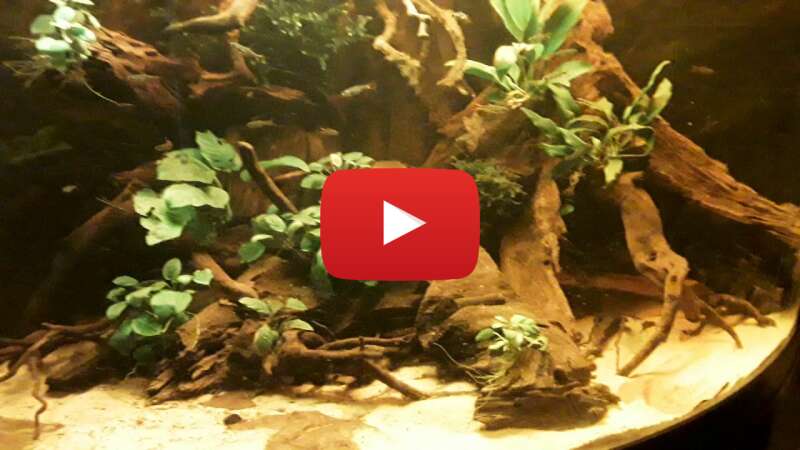 Video _ZorhkvLg2w abspielen