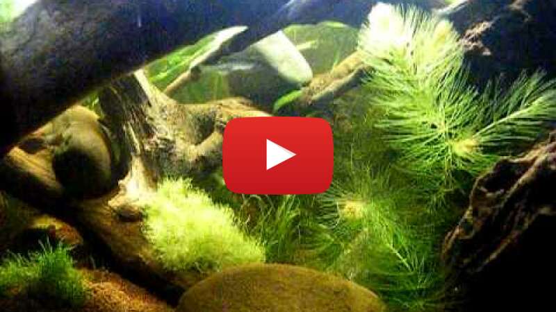 Video _fRUdqI4f8I abspielen