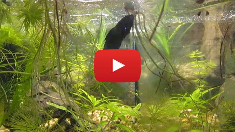 Video _hDYcVSWbsA abspielen