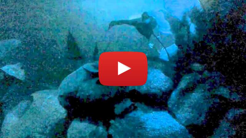 Video _kGCDFLhW5I abspielen