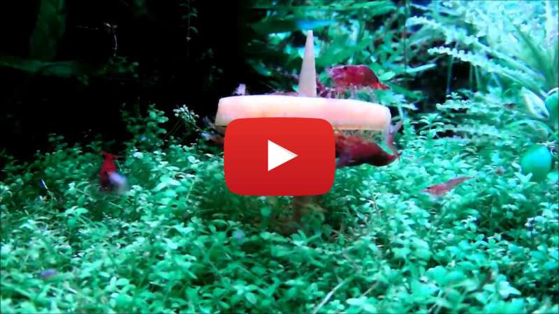 Video _mYfY3MC1I4 abspielen