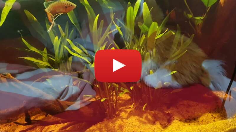 Video _pdm6WoOKp4 abspielen