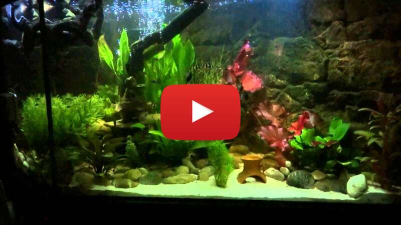 Video a-W3NfgcVOA abspielen