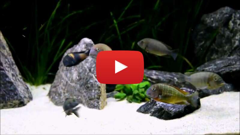 Video a4Qm3nT9tBM abspielen