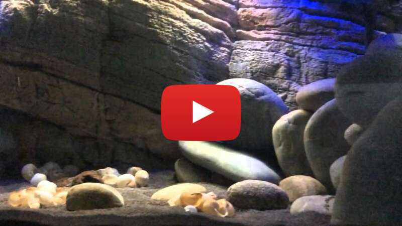 Video a4qv7WQwNAk abspielen