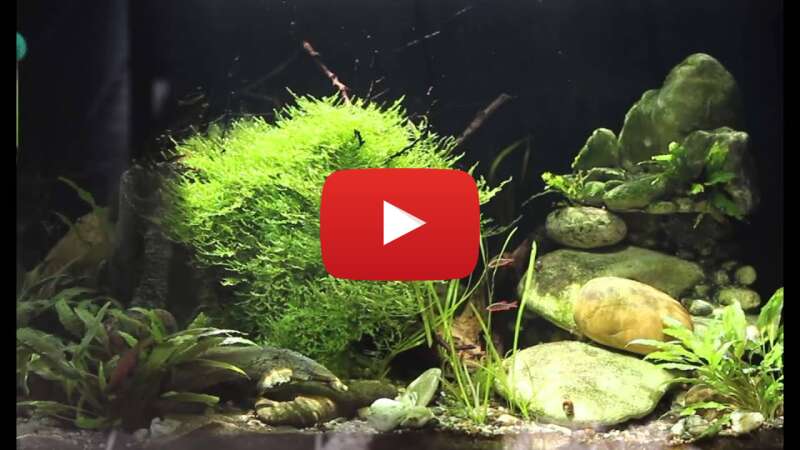 Video a8lOBITbx60 abspielen