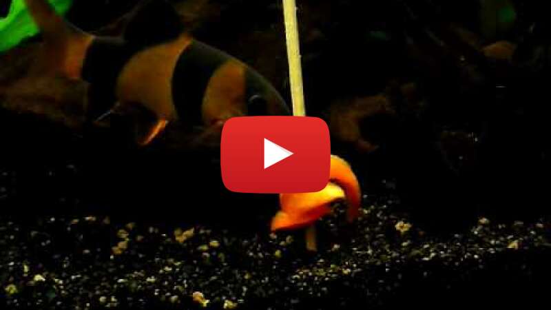 Video aCaLB0j3H8g abspielen