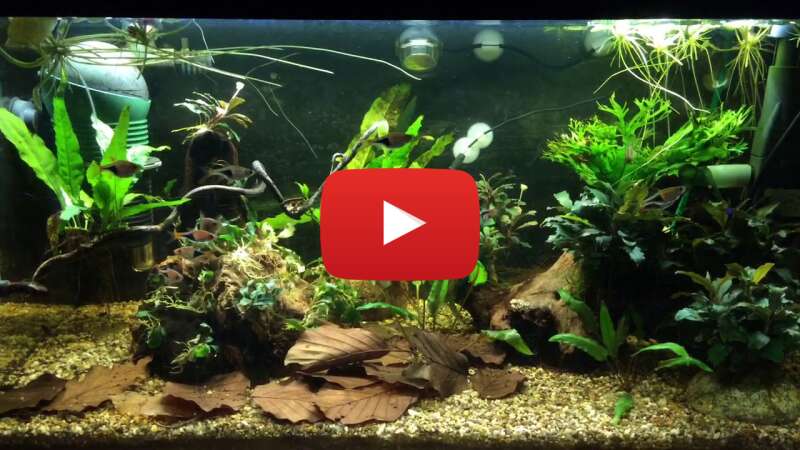 Video aF8Ed3-jNj0 abspielen