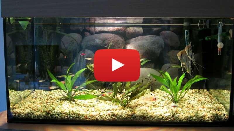 Video aFCxXKflYTM abspielen