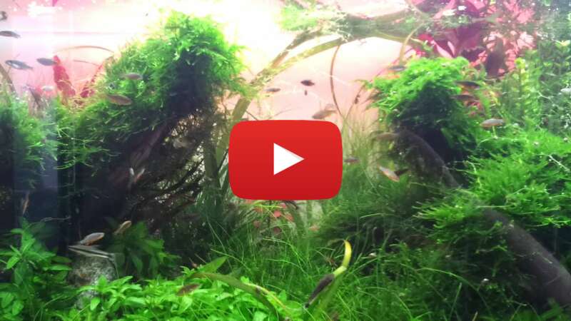 Video aGvtN_c_pMk abspielen