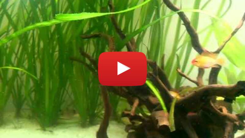 Video aOKSwaXTGKg abspielen