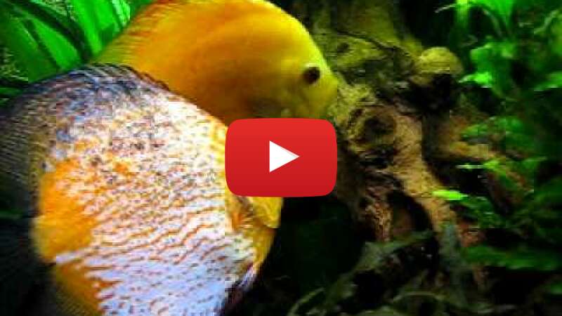 Video acKp6N51IDE abspielen