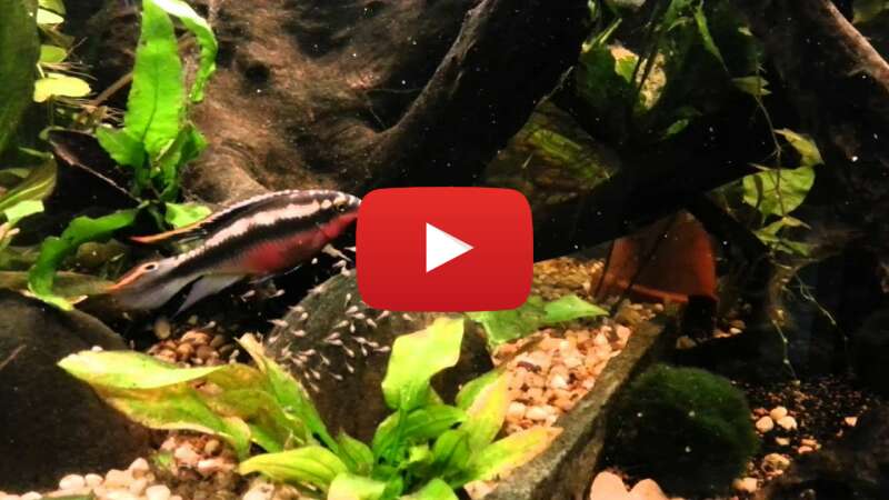 Video acon6klm1s8 abspielen