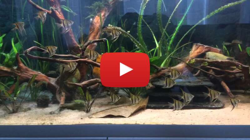 Video ae2fBzSArRo abspielen