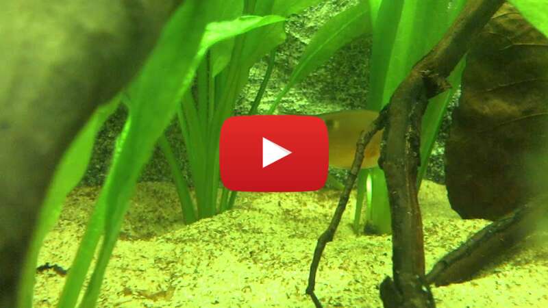 Video afWJOY0Chl0 abspielen