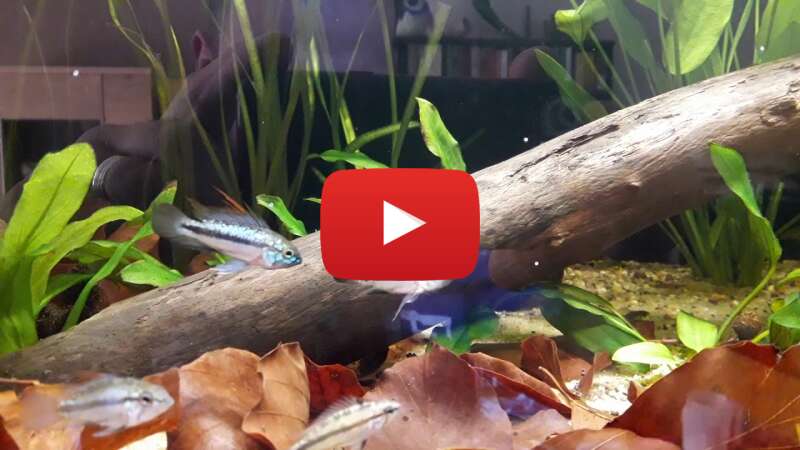 Video afvF9OdDJ_8 abspielen