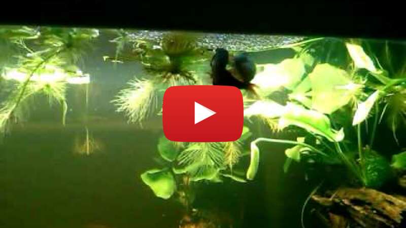 Video ajikp04eYgo abspielen