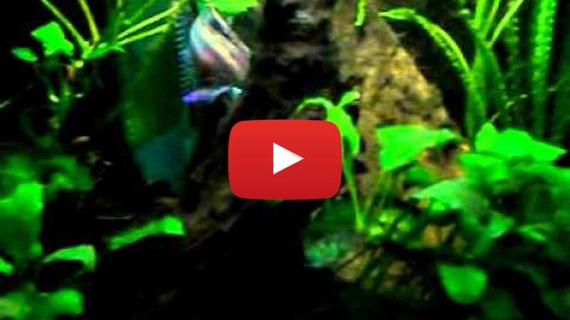 Video al-4aUW_R5A abspielen