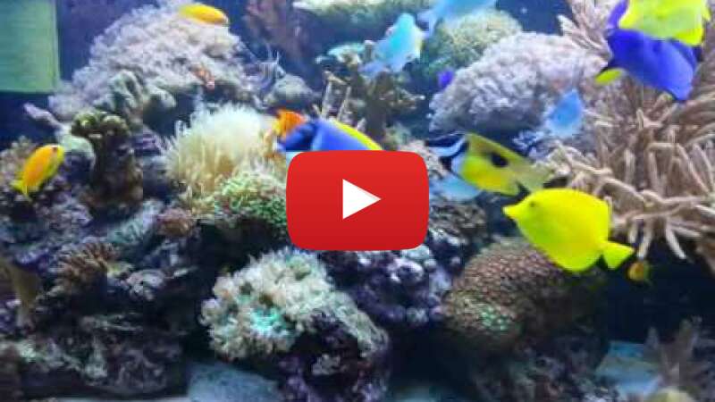 Video anMMG0DgGeA abspielen