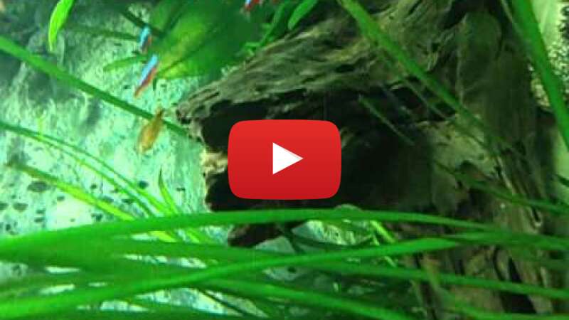 Video aq3Lgxf4ghc abspielen