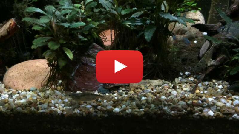 Video axBRDXMJ5Yg abspielen