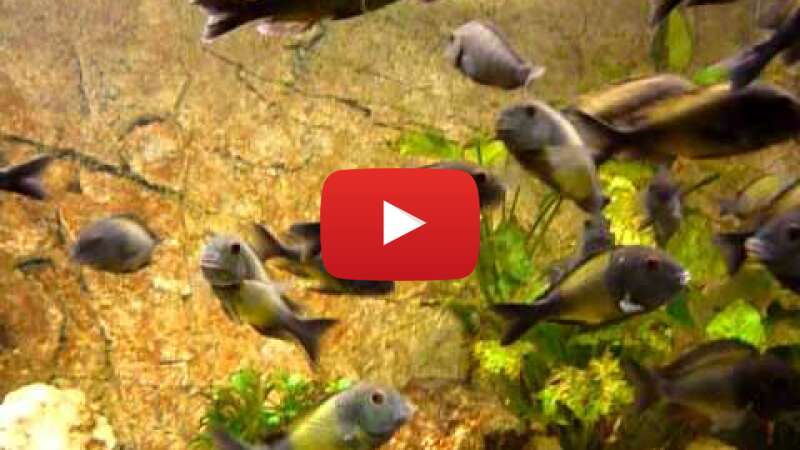 Video b5MXClxO0So abspielen