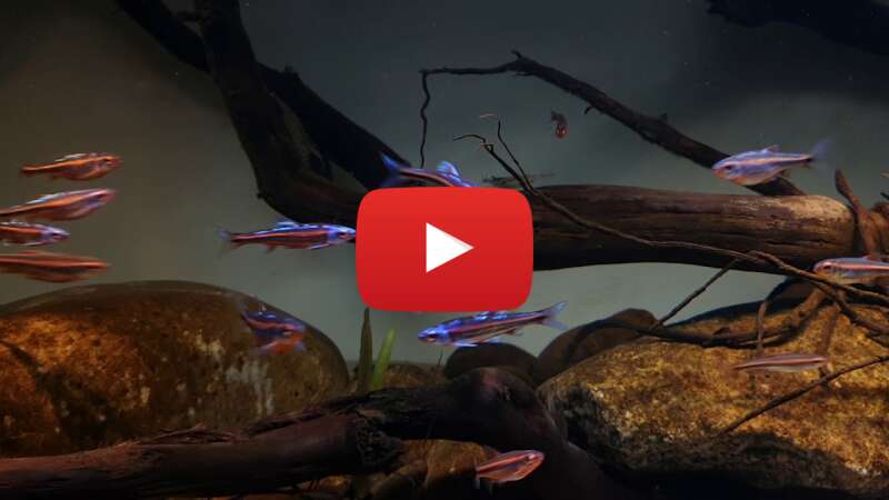 Video b8r-VmyULqw abspielen