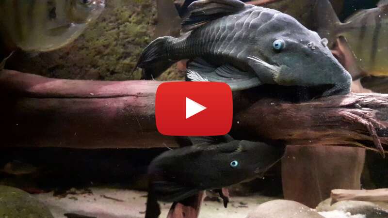 Video b8t5TwFweUk abspielen