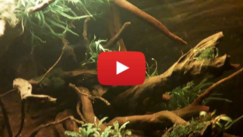 Video bA7__lEm9J0 abspielen