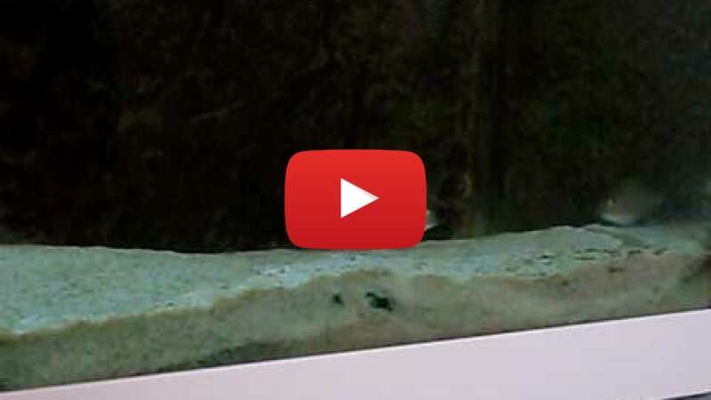 Video bDbqmpTS-uw abspielen