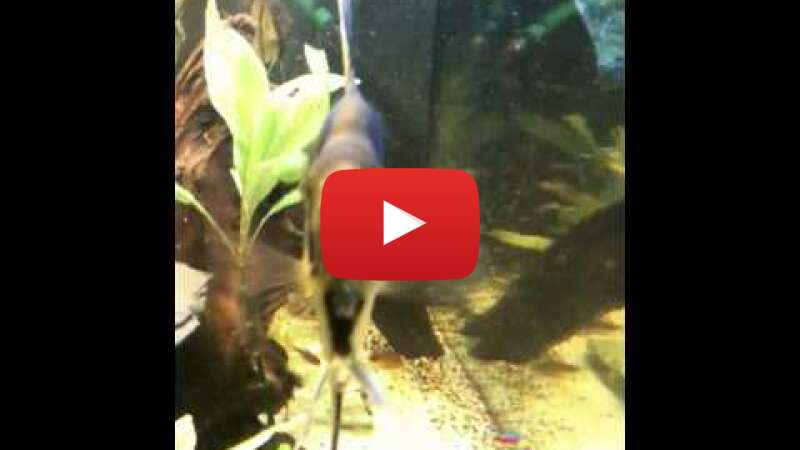 Video bJCJyPnT2Ao abspielen