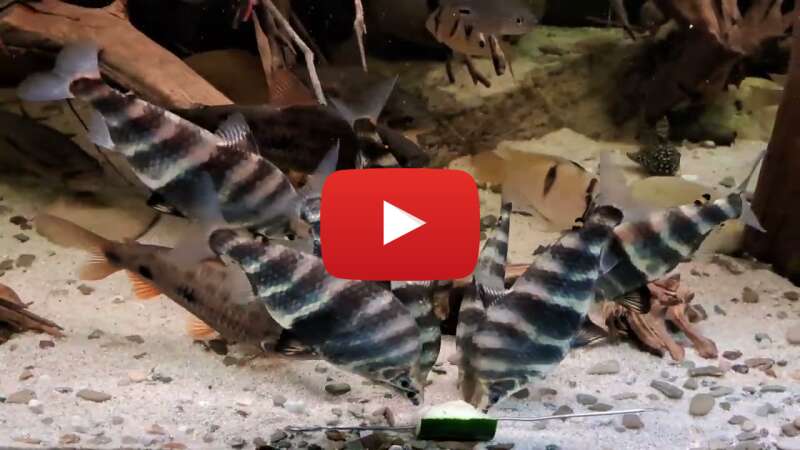 Video bMNoH0IgCIw abspielen