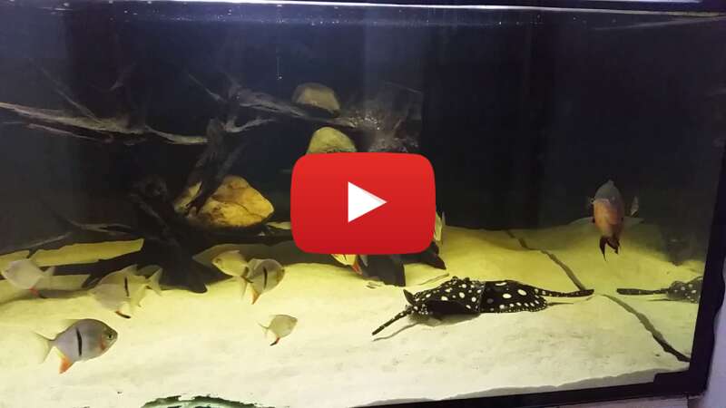 Video bPAEO0uy2nw abspielen